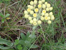 Слика од Helichrysum auriceps O. M. Hilliard