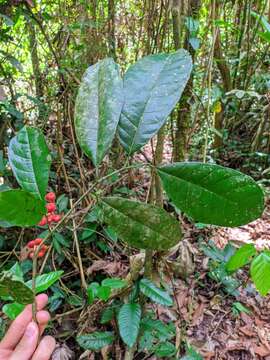 Image of Sorocea briquetii Macbride