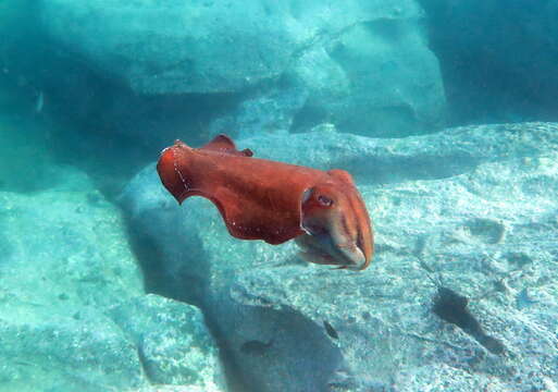 Image of Giant Australian Cuttlefish