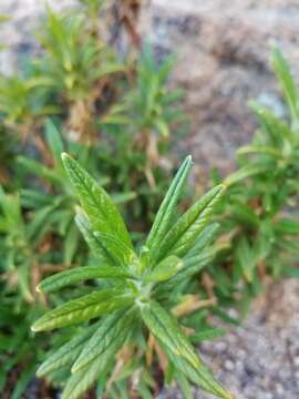 Image of southern bush monkeyflower