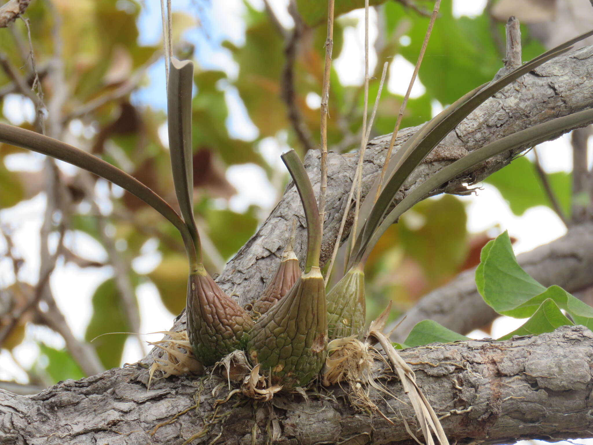 Image of Encyclia trachycarpa (Lindl.) Schltr.