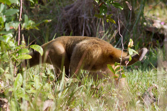 Plancia ëd Tamandua tetradactyla (Linnaeus 1758)