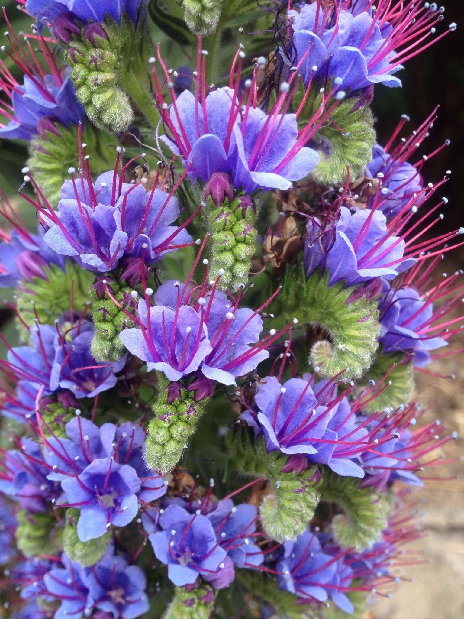 Imagem de Echium candicans L. fil.