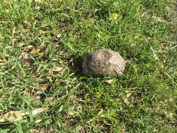 Image of Mediterranean Spur-thighed Tortoise