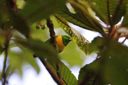 Image of Blue-crowned Chlorophonia