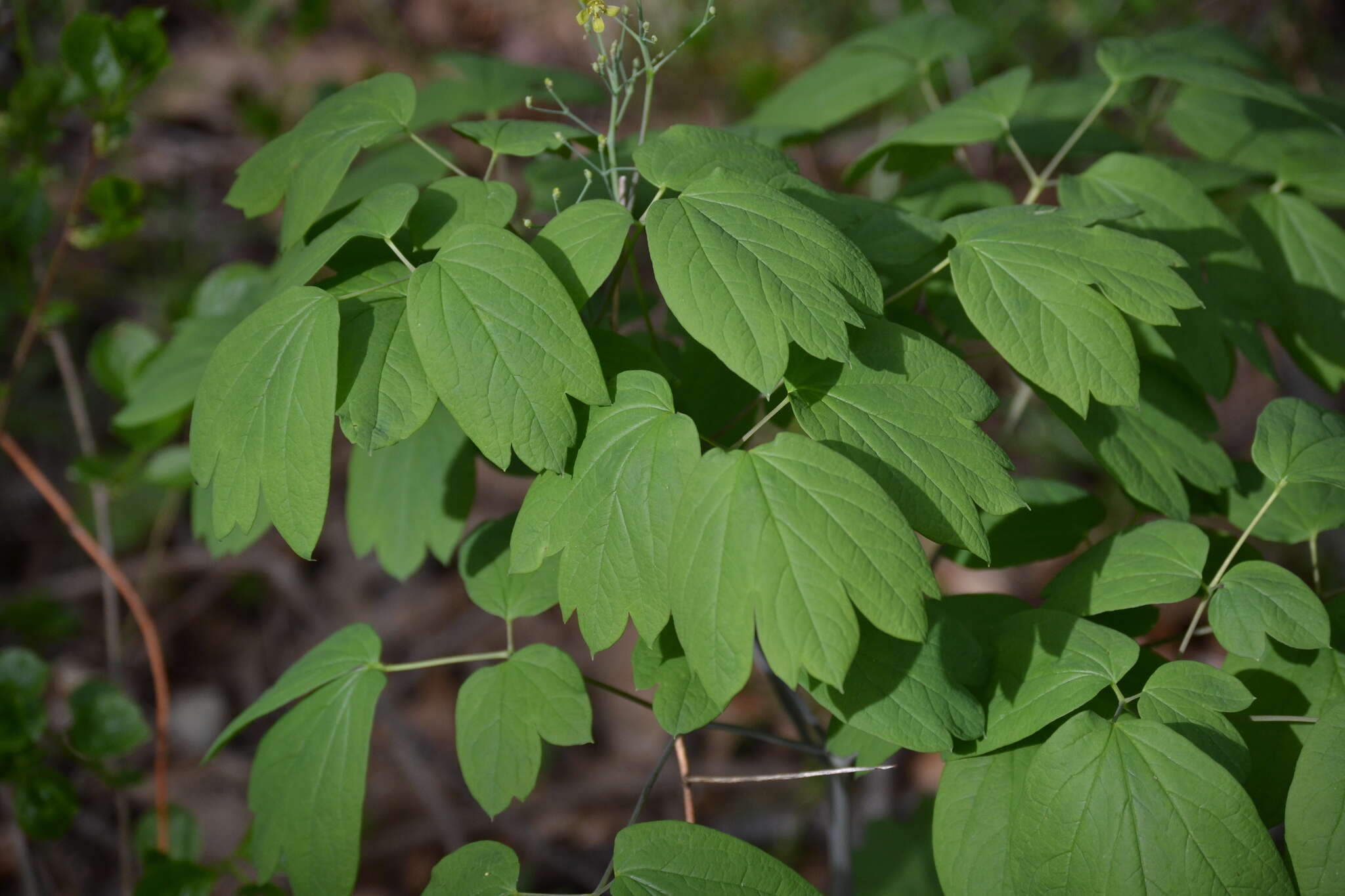 Image de Caulophyllum thalictroides (L.) Michx.