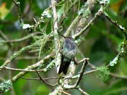 Image of Honduran Emerald