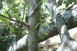 Image of Bowiea volubilis subsp. volubilis