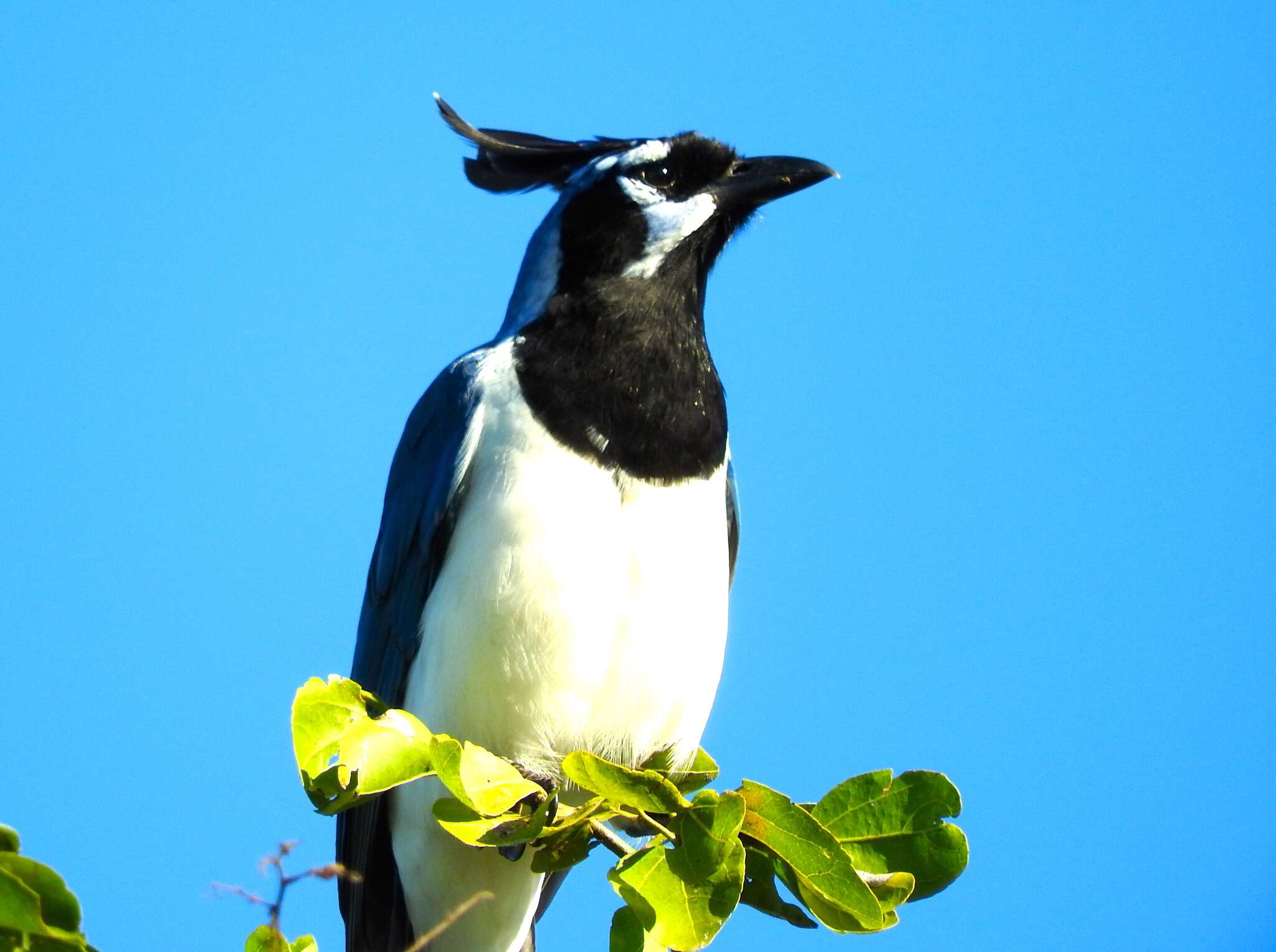 Image of Magpie-jay