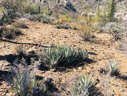 صورة Agave cerulata Trel.