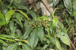 Image de Palicourea angustifolia Kunth