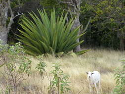 Image of Agave karatto Mill.