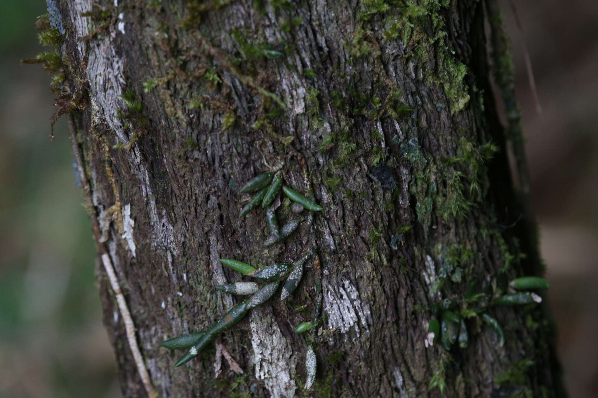 صورة Dendrobium lichenastrum (F. Muell.) Rolfe