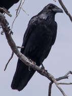 Image of Chihuahuan Raven