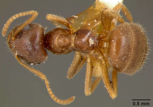 Image of <i>Lasius niger</i> ssp. <i>sitkaensis</i> Pergande