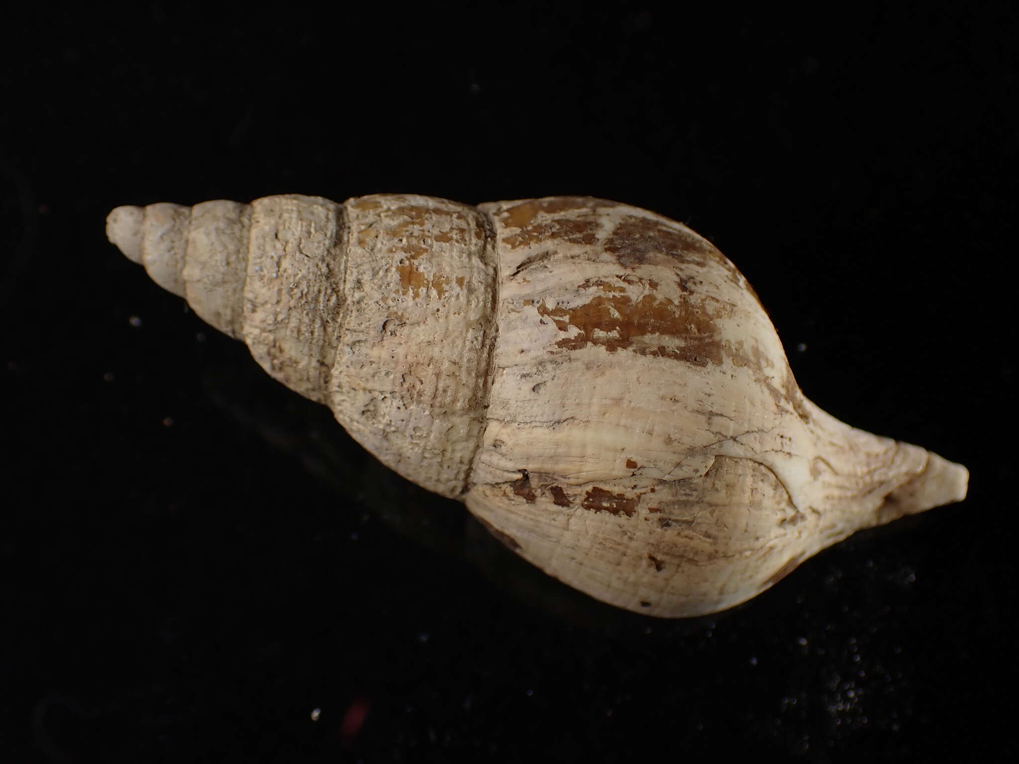 Sivun Colus stimpsoni (Mörch 1868) kuva