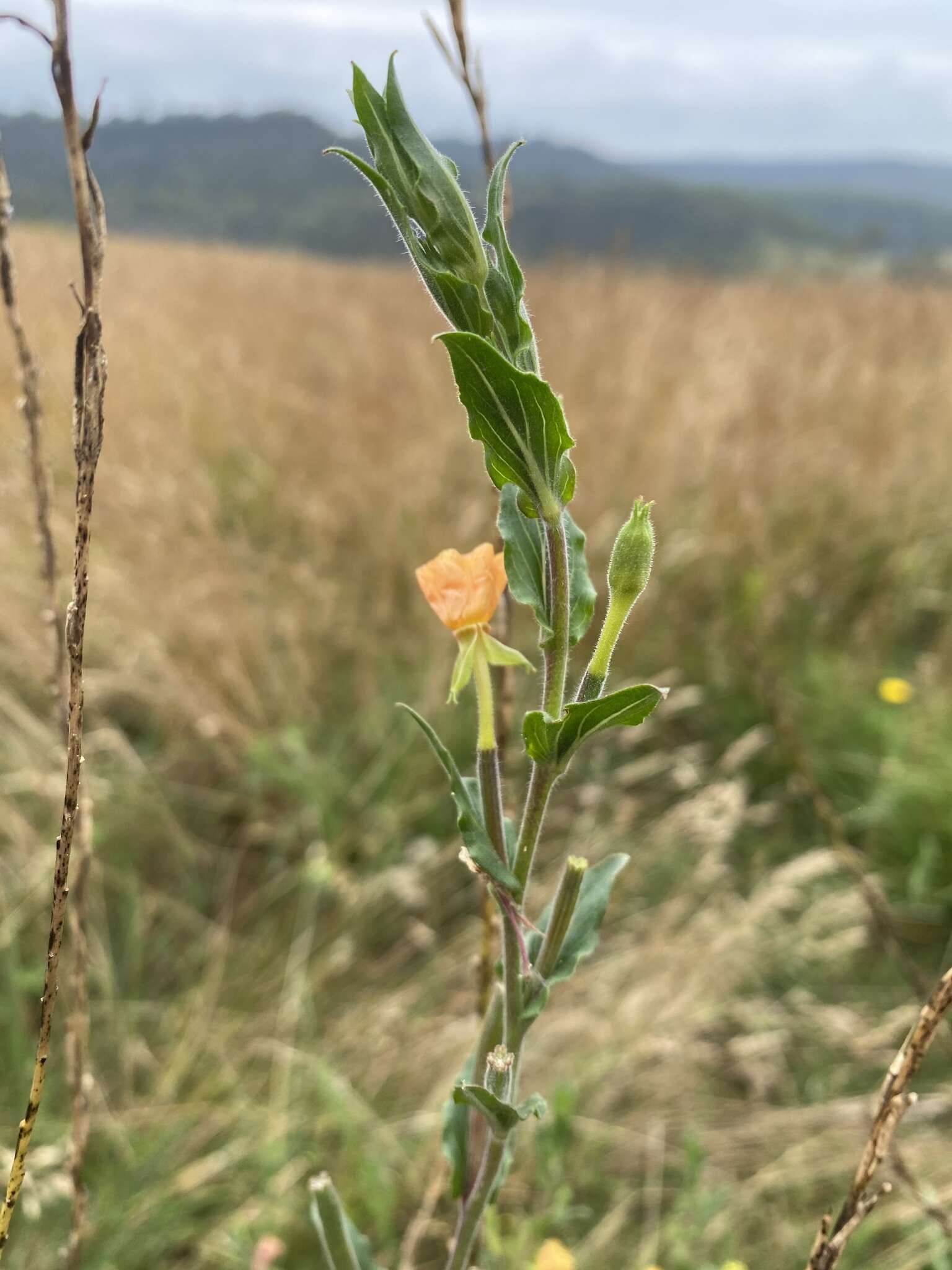 Plancia ëd Oenothera indecora Camb.