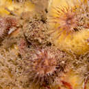 Image of olive green wart anemone