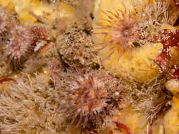 Image of olive green wart anemone