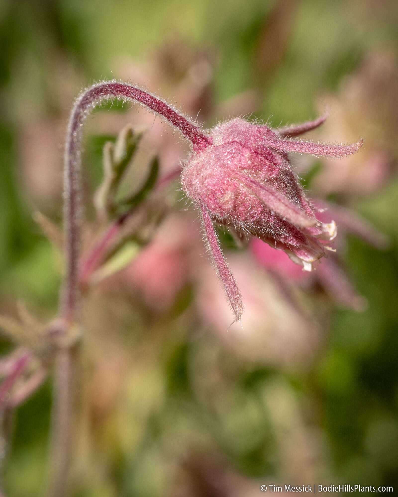 Image of old man's whiskers