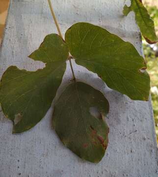 Plancia ëd Mucuna pruriens (L.) DC.