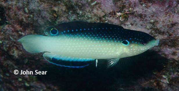 Image of New guinea wrasse