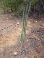 Image of Harrisia adscendens (Gürke) Britton & Rose