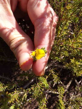 Image of Aspalathus asparagoides subsp. rubrofusca (Eckl. & Zeyh.) R. Dahlgren