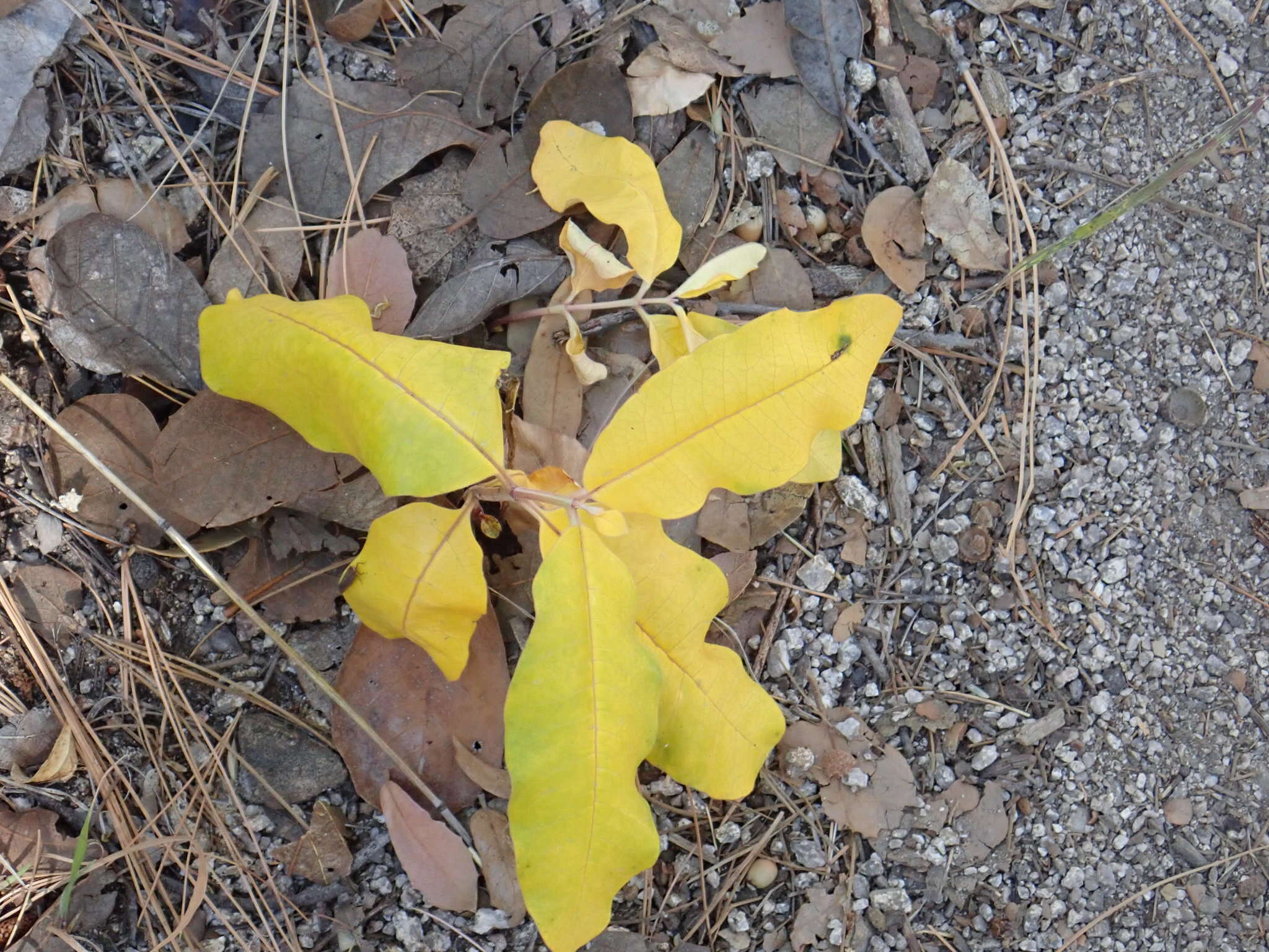 Image de Asclepias hypoleuca (A. Gray) R. E. Woodson