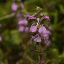 Image of Pedicularis gracilis Wall. ex Benth.