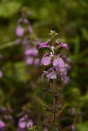 Image of Pedicularis gracilis Wall. ex Benth.