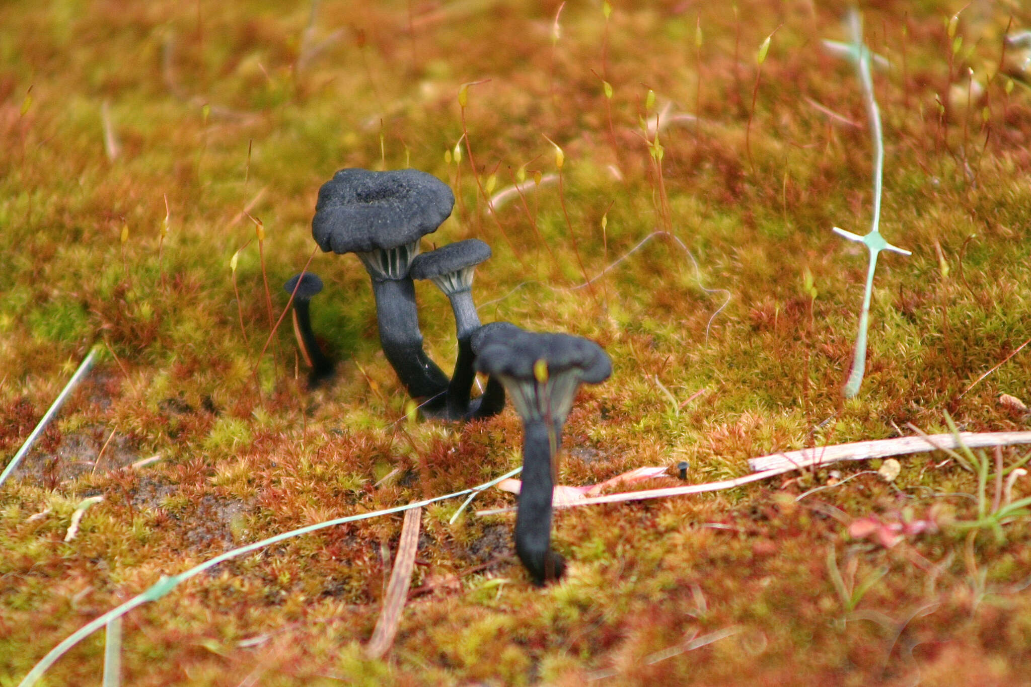 Imagem de Arrhenia chlorocyanea (Pat.) Redhead, Lutzoni, Moncalvo & Vilgalys 2002