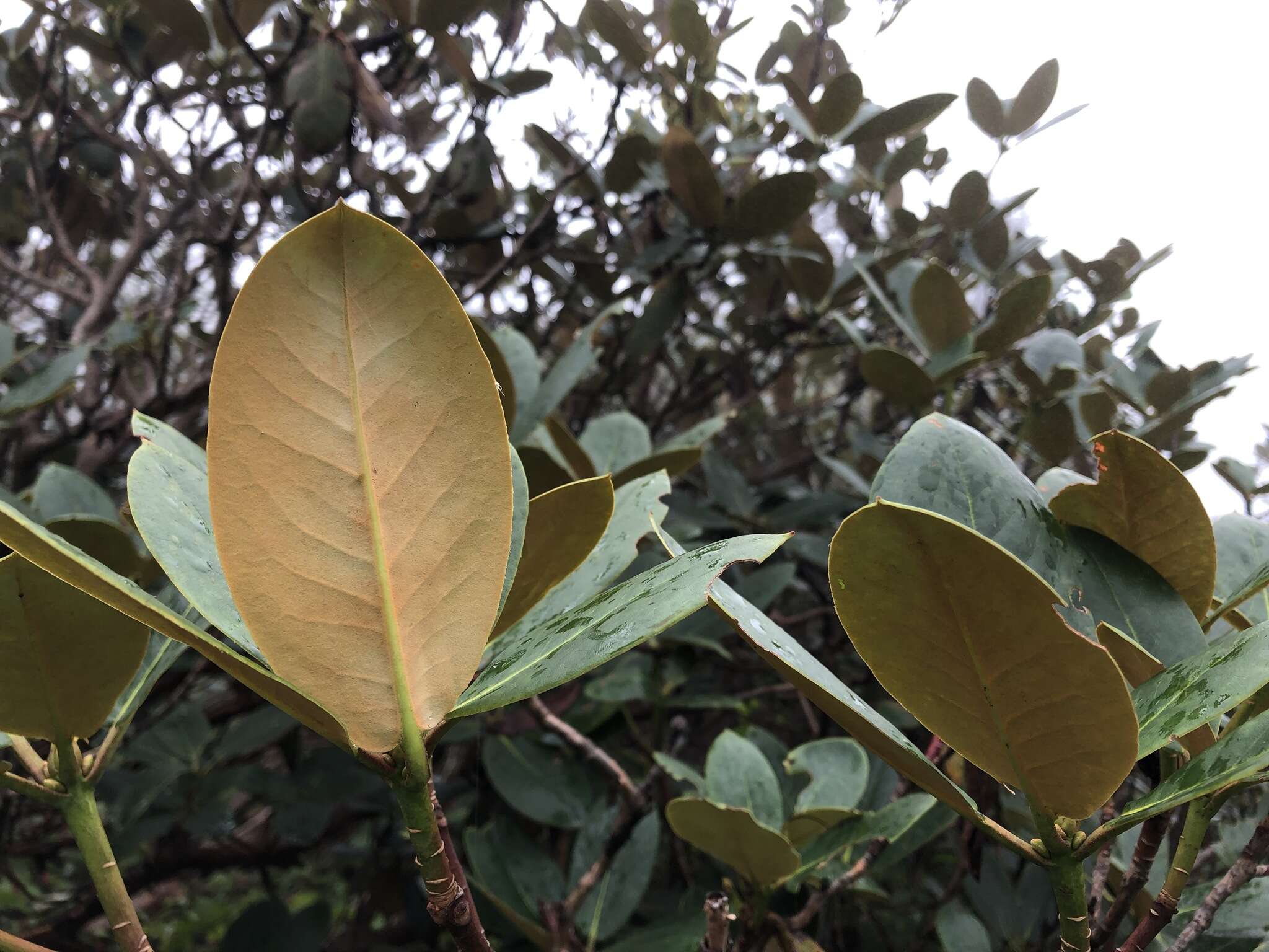 Imagem de Rhododendron campanulatum D. Don