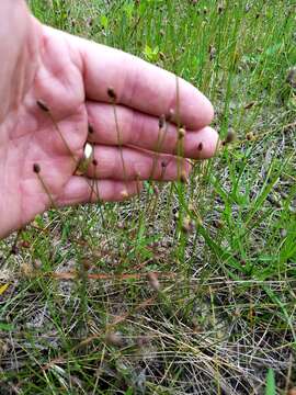 Image of Sand Spike-Rush