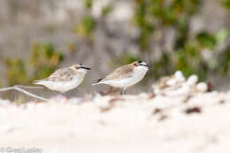 Image of White-fronted Plover