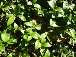 Plancia ëd Sarcococca ruscifolia Stapf