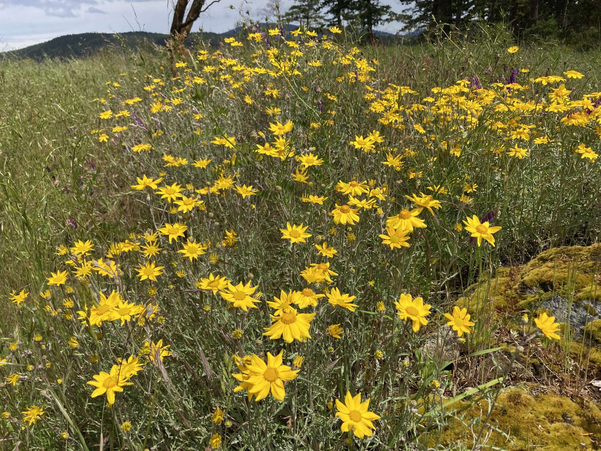 Plancia ëd Eriophyllum lanatum var. leucophyllum (DC.) W. R. Carter