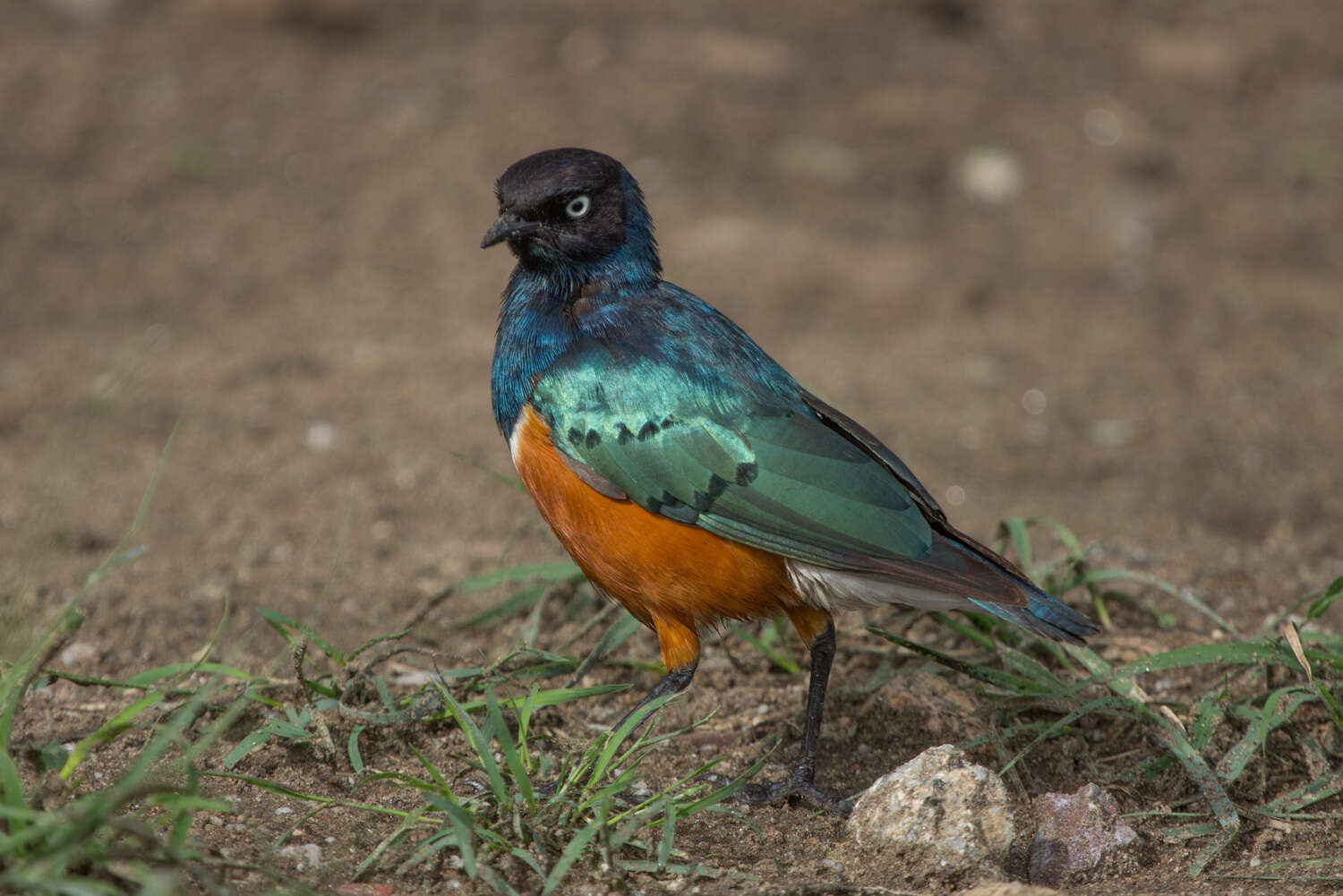 Image of Superb Starling