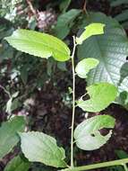 Celtis iguanaea (Jacq.) Sarg. resmi