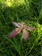 Image of copper iris