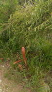 Image of greater broomrape