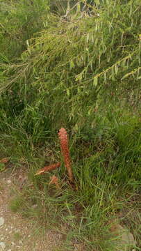 Image of greater broomrape