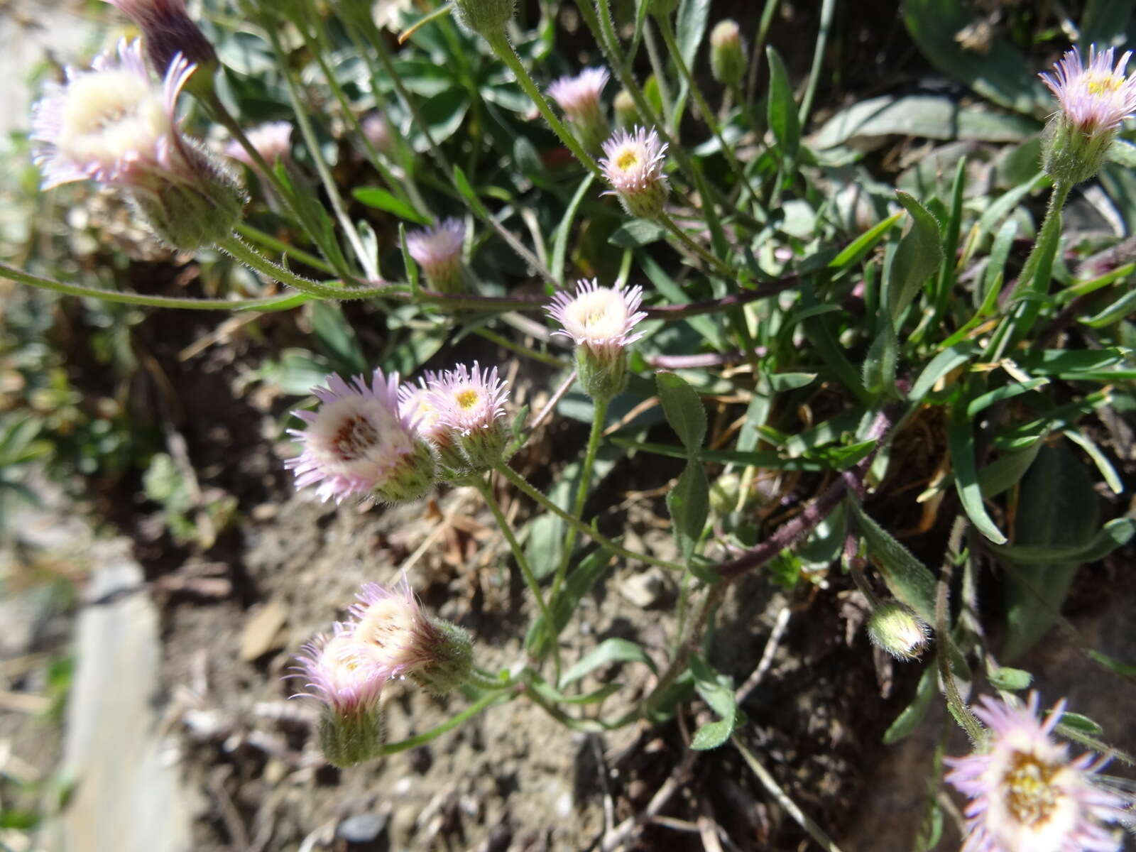 Image of alpine fleabane