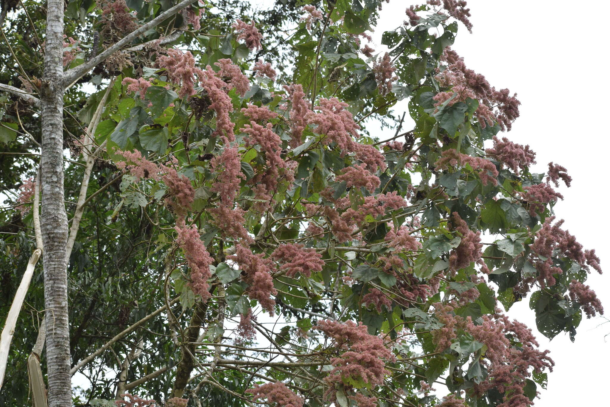 Image de Heliocarpus americanus L.