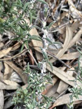 Image of Malacocera tricornis (Benth.) R. Anderson