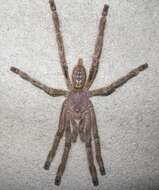 Image of Ivory Ornamental Tarantula