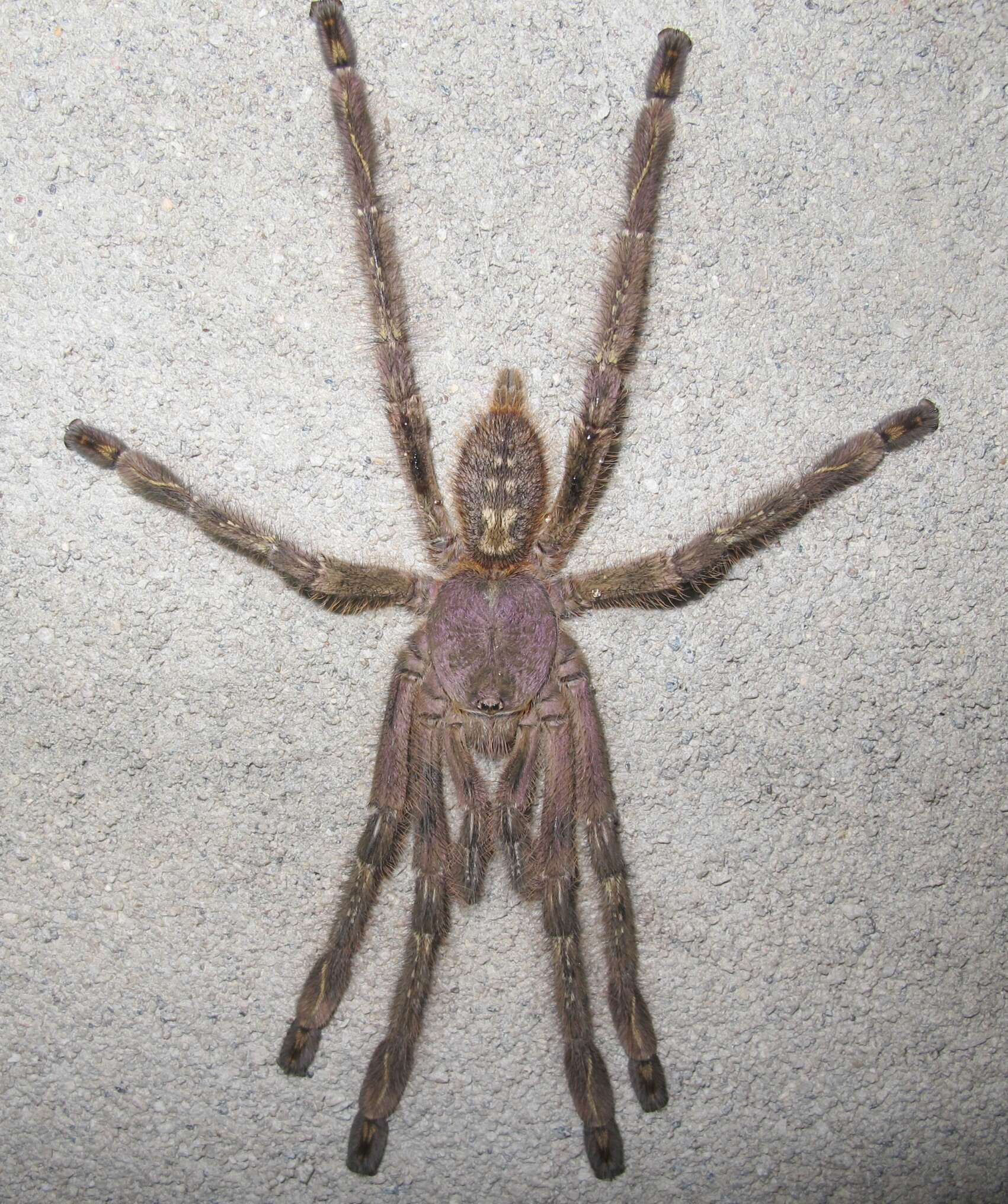 Image of Ivory Ornamental Tarantula