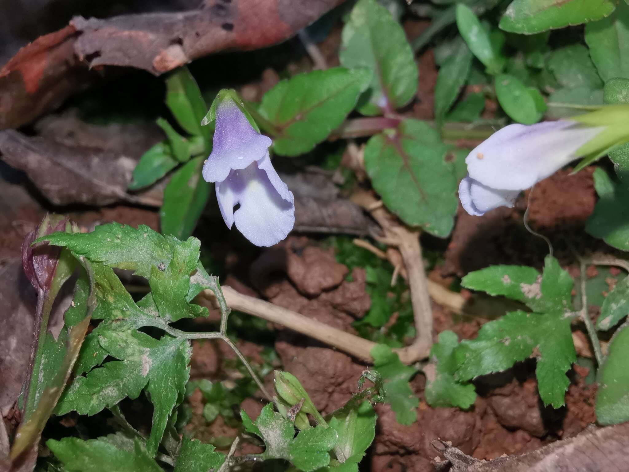 Image of <i>Torenia anagallis</i>