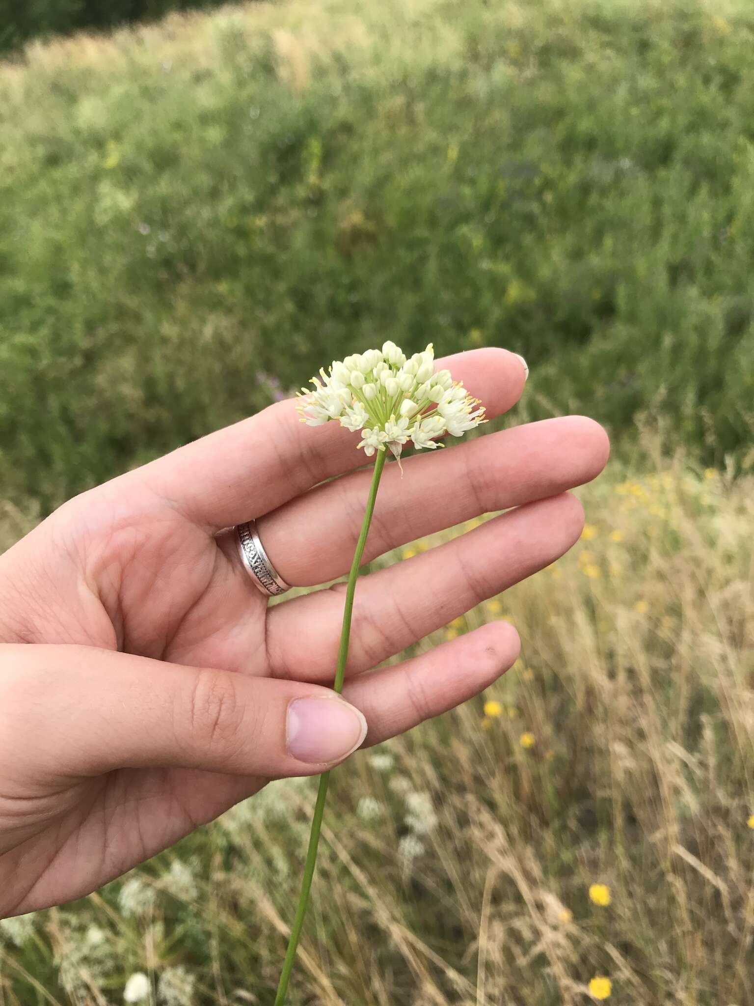 Image of Allium flavescens Besser