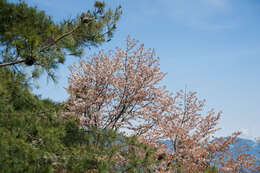 Imagem de Prunus spachiana (Lavallee ex H. Otto) Kitamura